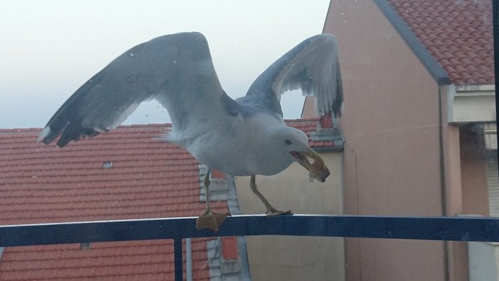 "L'ora della pappa", fotografia di Milena Visentini "L'ora della pappa", fotografia di Milena Visentini