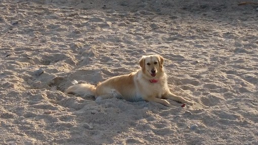 "L'amico" di Luciano Tomasi "L'amico" di Luciano Tomasi