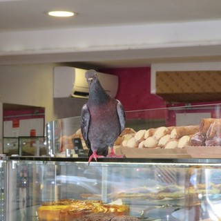 "L'appetito vien mangiando", fotografia di Nicoletta Moncalvo