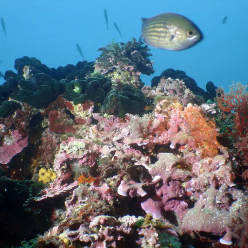 La Rague (Mandelieu la Napoule) La Rague (Mandelieu la Napoule)