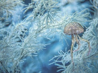 La guêpe de mer prise dans le corail noir, Banc des Blauquières, Parc National des Calanques, -78 m © Laurent Ballesta La guêpe de mer prise dans le corail noir, Banc des Blauquières, Parc National des Calanques, -78 m © Laurent Ballesta