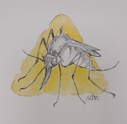 Giornata mondiale della zanzara, ogni anno 700mila morti. Come difendersi