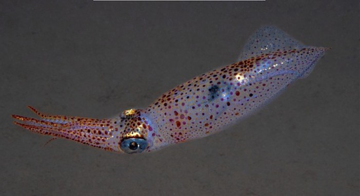 Ludwig Van – Écouter pour s’entendre