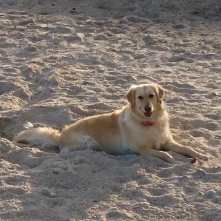 "L'amico" di Luciano Tomasi