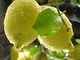 Mentone: altri appuntamenti da ricordare con la Festa dei Limoni