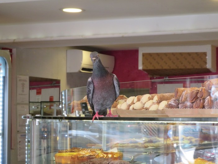 "L'appetito vien mangiando", fotografia di Nicoletta Moncalvo "L'appetito vien mangiando", fotografia di Nicoletta Moncalvo