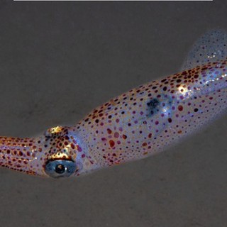 Ludwig Van – Écouter pour s’entendre