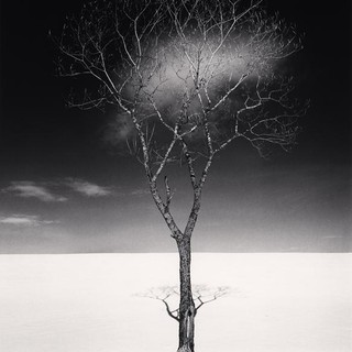 Onishi Tree Shadow, Study 2, Hokkaido, Japan, 2023 © Donation Michael Kenna, Ministère de la Culture, Médiathèque du patrimoine et de la photographie