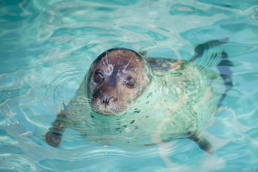 Anche quest'anno il Parco di Marineland a Antibes promette ai suoi visitatori un'estate indimenticabile