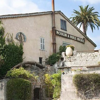 Olive in crisi: la stagione 2025 segna un crollo della produzione in Provenza