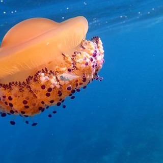 Medusa fotografata nel mare di Nizza da Ghjuvan Pasquale