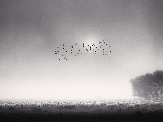 Fifty Five Birds, Wolverton, Buckinghamshire, England, 1991 © Donation Michael Kenna, ministère de la Culture, MPP Fifty Five Birds, Wolverton, Buckinghamshire, England, 1991 © Donation Michael Kenna, ministère de la Culture, MPP