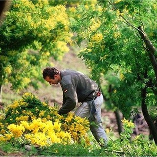 Mimosa mania: il fiore simbolo dell’inverno conquista profumi, cucina e nuovi mercati gourmet