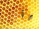 Il Principato di Monaco festeggia le api ed il miele: ecco gli Apidays