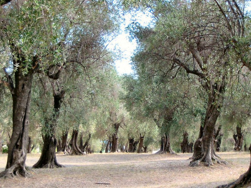 Parc du Pian, Menton