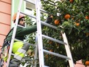 Monaco, domani inizia la raccolta dei "bigarades", le arance amare per marmellata