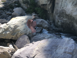 Maialino della valle Roya