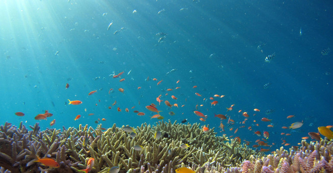 Vacanze scolastiche al Museo Oceanografico di Monaco