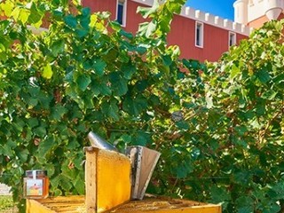 Il Miel Château de Crémat – Côte d’Azur. Il Miel Château de Crémat – Côte d’Azur.