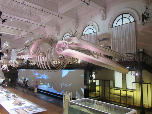 Il 2 giugno riapre in sicurezza il Museo Oceanografico di Monaco