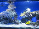 Una nuova animazione al Museo Oceanografico di Monaco con il Corallo Fluorescente