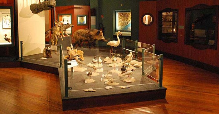 Nizza, “Breve storia della biodiversità: quando c’entrano i Lego”, mostra al Museo di Storia Naturale Nizza, “Breve storia della biodiversità: quando c’entrano i Lego”, mostra al Museo di Storia Naturale