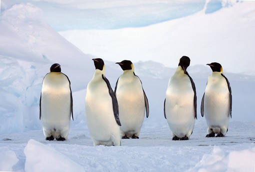 In anteprima a Montecarlo il film "L'âme de la Banquise" In anteprima a Montecarlo il film "L'âme de la Banquise"