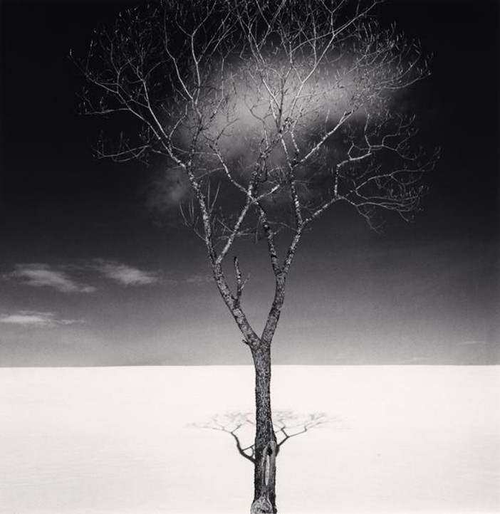Onishi Tree Shadow, Study 2, Hokkaido, Japan, 2023 © Donation Michael Kenna, Ministère de la Culture, Médiathèque du patrimoine et de la photographie