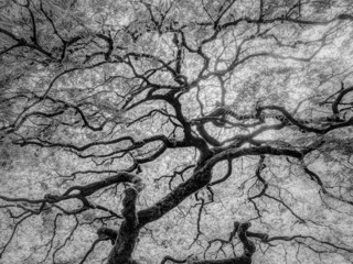 Maple Detail, Oregon, 2014 © Jeffrey Conley Maple Detail, Oregon, 2014 © Jeffrey Conley