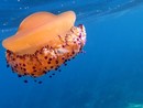 Medusa, foto di Ghjuvan Pasquale