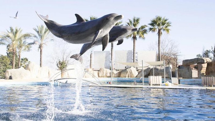 Antibes: “Perché stiamo per chiudere”. Marineland affida ad una lettera le ragioni dell’imminente chiusura Antibes: “Perché stiamo per chiudere”. Marineland affida ad una lettera le ragioni dell’imminente chiusura