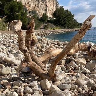 "Scultura naturale", fotografia di Mietta Tondelli