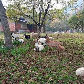 Roaschia: grande successo per la 27ª mostra della pecora roaschina (Foto e video)