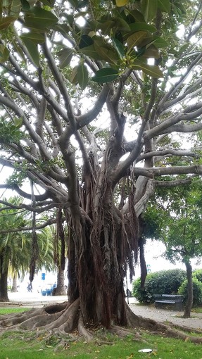 "Groviglio" di Milena Visentini "Groviglio" di Milena Visentini