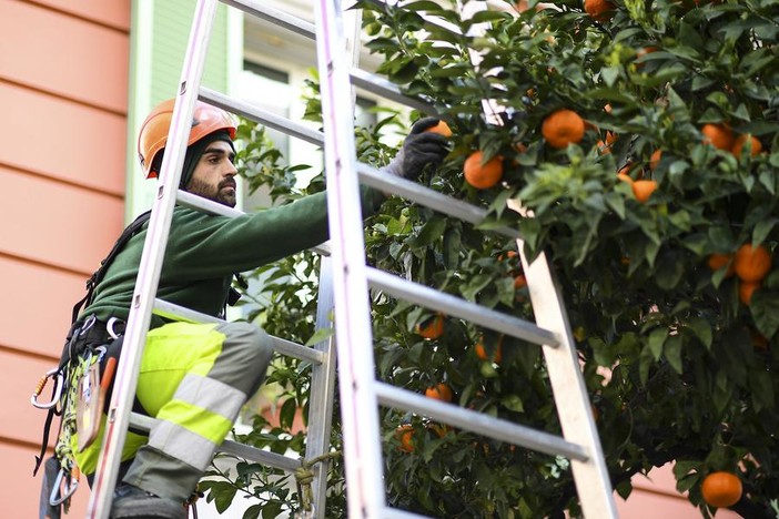 Monaco, domani inizia la raccolta dei "bigarades", le arance amare per marmellata Monaco, domani inizia la raccolta dei "bigarades", le arance amare per marmellata