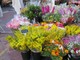 Come conservare le mimose, i consigli dei fiorai di Cours Saleya