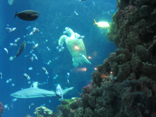 Al Museo Oceanografico di Monaco l'imperdibile mostra 'Taba Naba' in difesa degli oceani Al Museo Oceanografico di Monaco l'imperdibile mostra 'Taba Naba' in difesa degli oceani