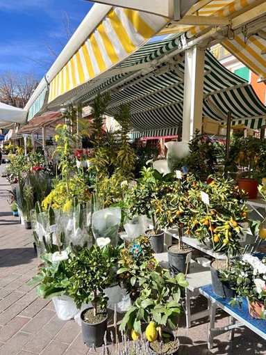 Mimose in Cours Saleya a Nizza