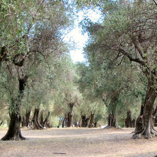 Parc du Pian, Menton
