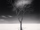 Onishi Tree Shadow, Study 2, Hokkaido, Japan, 2023 © Donation Michael Kenna, Ministère de la Culture, Médiathèque du patrimoine et de la photographie