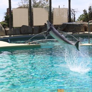 Marineland riaprirà i battenti l’11 giugno