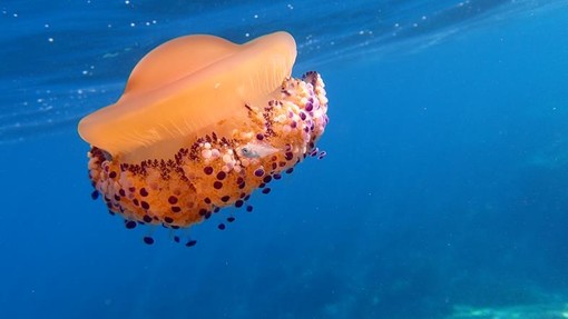 Medusa fotografata nel mare di Nizza da Ghjuvan Pasquale Medusa fotografata nel mare di Nizza da Ghjuvan Pasquale