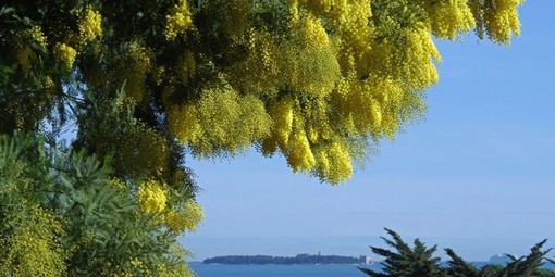 Mandelieu la Napoule