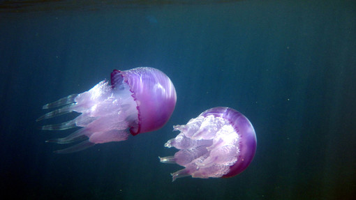 Foto di meduse in acqua