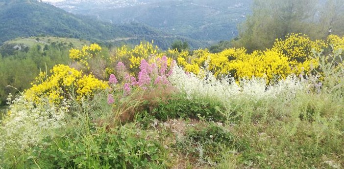 Mont Macaron, fotografie di Radaelli