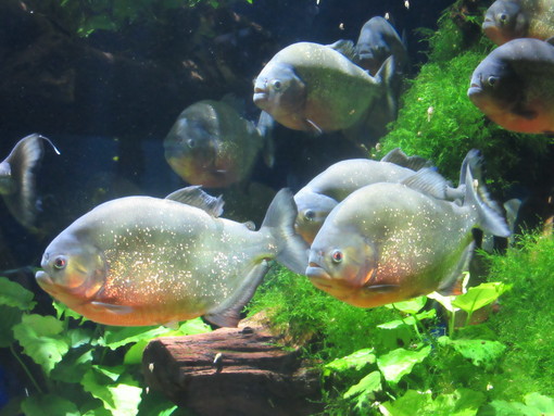 Una notte al Museo Oceanografico di Monaco? Solo per i clienti del Metropole...