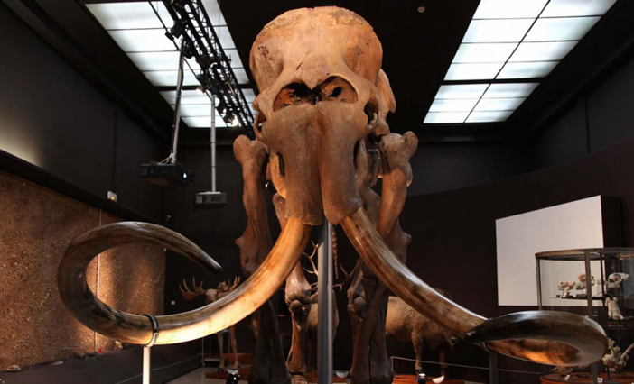 Al Museo di Antropologia temporanea preistoria di Monaco la mostra "L'effetto farfalla" Al Museo di Antropologia temporanea preistoria di Monaco la mostra "L'effetto farfalla"