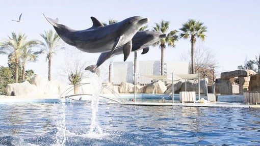 Antibes: “Perché stiamo per chiudere”. Marineland affida ad una lettera le ragioni dell’imminente chiusura