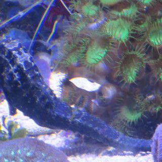 Presentato il progetto RAMPAM a Monaco a tutela delle aree marine