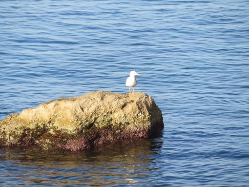 "Il guardiano dello scoglio", fotografia di Monica Fruttero